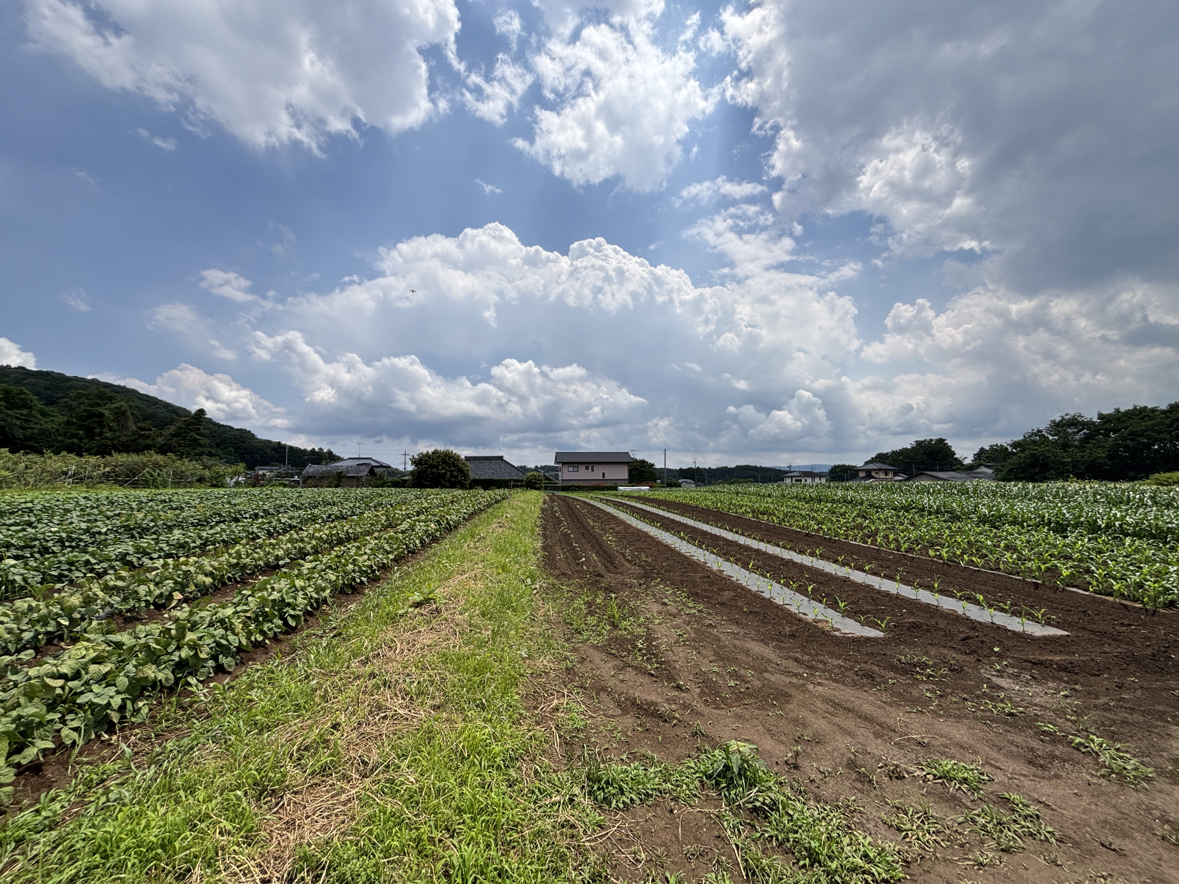 茨城の田園風景 — ブンキテンを象徴するビジュアル